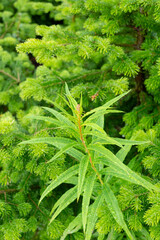 Leaves of Rosebay willowherb or fireweed (Chamaenerion angustifolium)