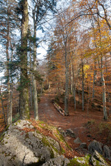 Forest trail in Autumn. Foliage landscape in a sunny day.
