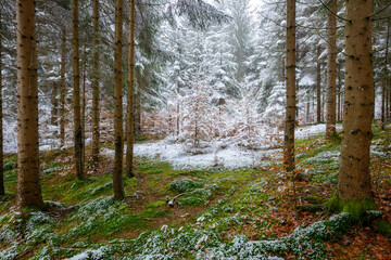 Fresh snow in the woods
