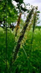 Green varied herbs in the field.
