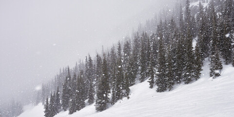 Panoramic view of the forest on the mountain slope during the snowfall at Whistler resort in Canada.