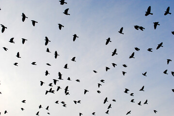 flock of birds against the sky