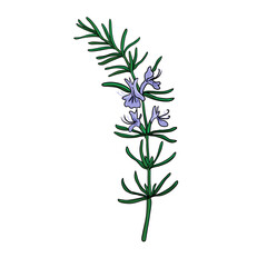 vector drawing rosemary