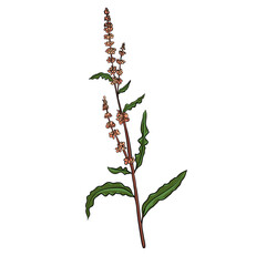 vector drawing yellow dock