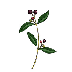 vector drawing indian sandalwood