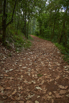 Sendero en el bosque