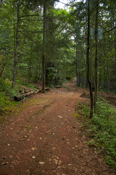 Sendero en el bosque