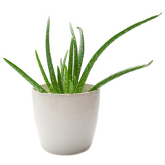 Aloe vera plant in flowerpot isolated on white background