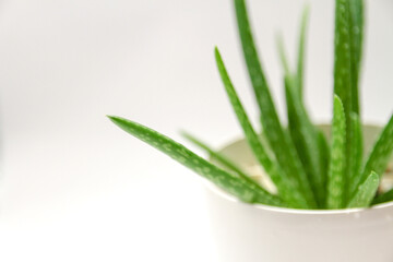 Blurred green aloe vera plant's leaves on white background close-up view