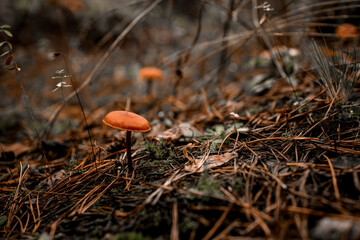 view on beautiful poisonous mushroom on thin stem grows in an autumn forest