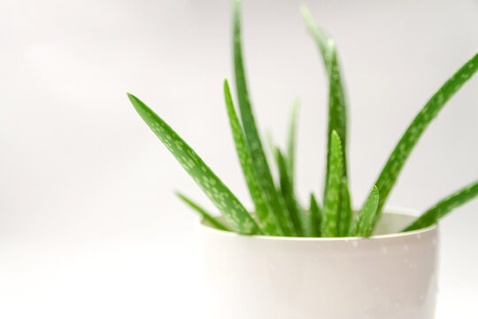 Blurred green aloe vera plant's leaves for background 