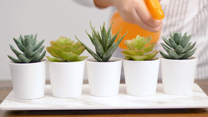 various succulent plants in white pots while an  Hand is watering them