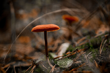 beautiful poisonous mushroom on thin stem grows in an autumn forest