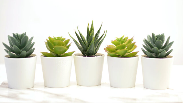 succulent plants in white flower pots