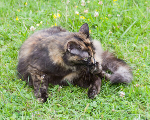 Chat qui fait sa toilette
