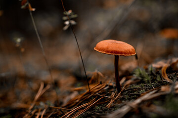 small beautiful poisonous mushroom on thin stem grows in an autumn forest