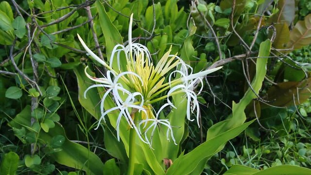 Poison Bulb Giant Crinum Lily flower. Unusual elegant Lily
