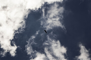 clouds and bird
