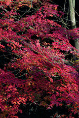 Fototapeta na wymiar red maple in Japan 
