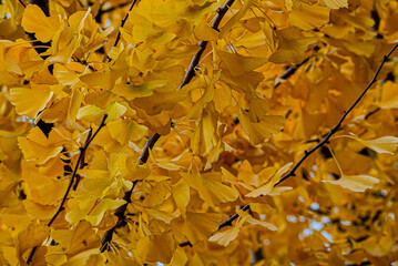 ginkgo trees in Japan 