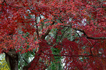 red maple in Japan 