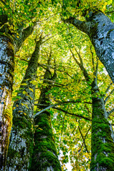 tree at a forest