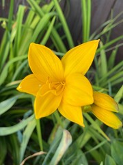 yellow flowers