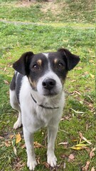 jack russell terrier