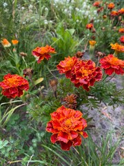 Fototapeta premium red and yellow flowers