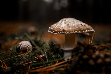 poisonous mushroom with cap in white specks grows in forest on green moss