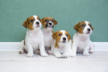 Group portrait of four adorable jack russell terrier puppies sitting on a light floor against a green background. Dog breeding, pedigree animal. Dog day.