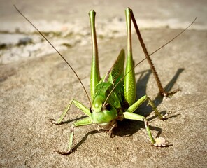 grasshopper on the grass