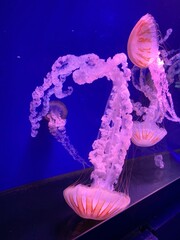 jellyfish