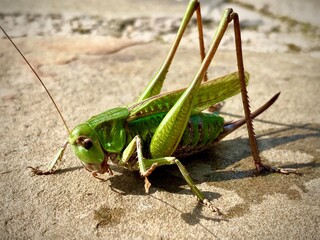 grasshopper on the ground