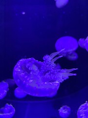 Fototapeta na wymiar jelly fish in the sea