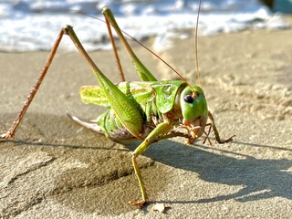 grasshopper on the grass