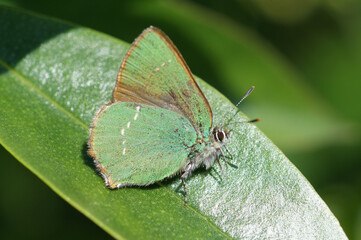 Green Hairstreak (Callophrys rubi)