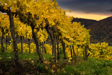 Famous vineyards in Wachau valley, Spitz, Lower Austria.