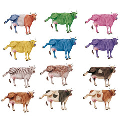 vache laitière, française,  mamelles, montrant sa mamelle,  animal, ferme, mollet, blanc, isolé, bétail, animal, vache laitière, chien, bétail, nature, agriculture gazon, chèvre, debout, mammifère, br