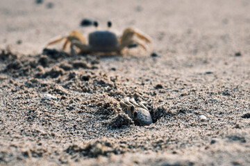 Crabe sur une plage