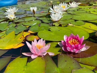 pink water lily