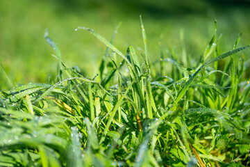 Morning green grass in the sun with dew drops. Soft Focus. Nature Background
