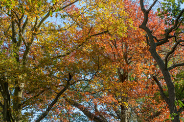 Autumn tree canopy