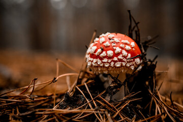 mushroom with bright red cap in white specks grows in the autumn forest
