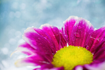 Wet chrysanthemum macro photo