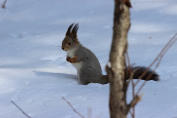 squirrel on a tree