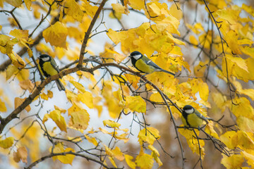 Tit sitting on a tree branch.