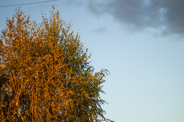 autumn leaves against blue sky
