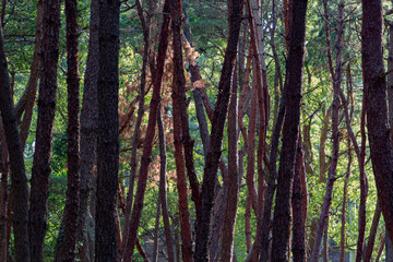 Fototapeta premium a stand of trees planted to prevent sand shifting 