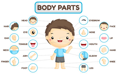A Vector Set of Boy Body Parts with Detailed Part of the Body 